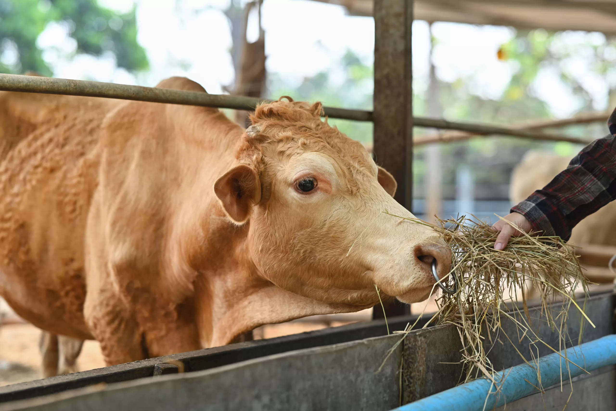 Feno Para Gado Como Trat Lo E Otimizar O Manejo Agross Do Brasil