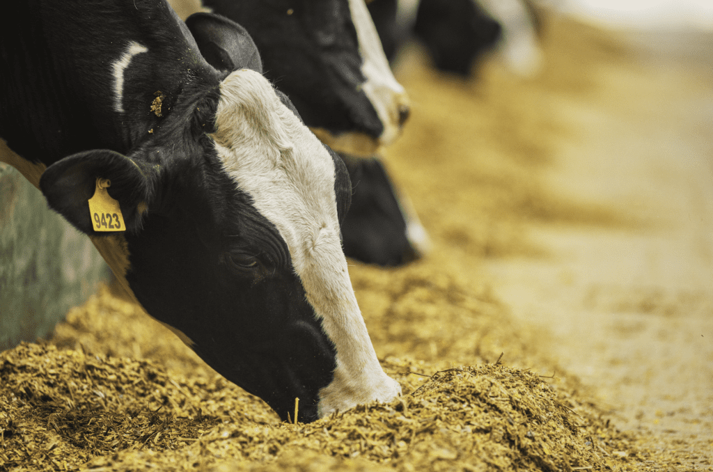 compost barn - alimentação do gado - agross do brasil